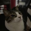 Luis