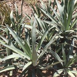 Agave , Aloe , Different Kinds