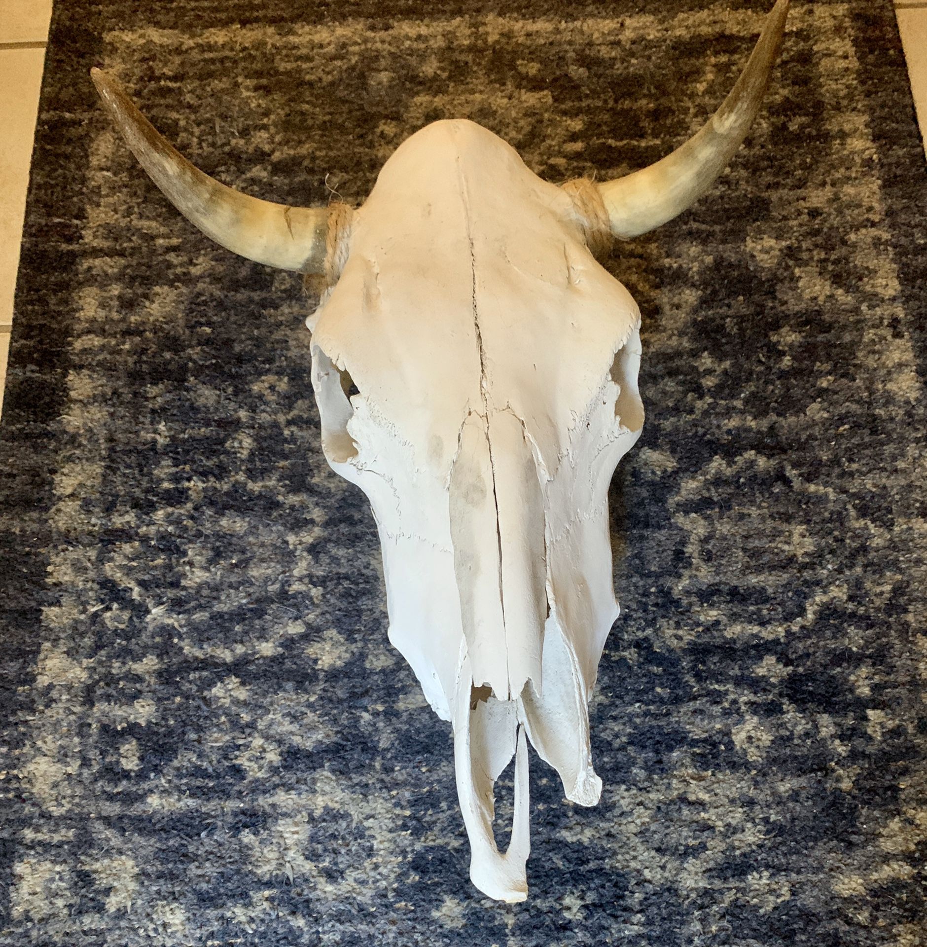 Cow Skull for Sale in Los Angeles, CA OfferUp