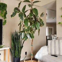 $120 Ficus Tineke 🌿 74" tall