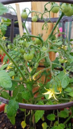 Organic sweet 100 cherry tomatoes in container