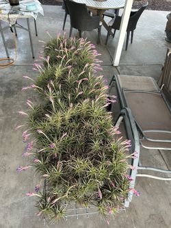 Air Plants