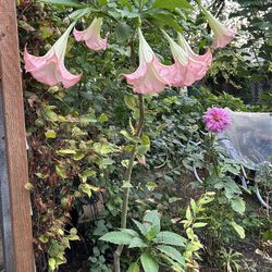 Pink Hawaiian Angel Trumpet Tree