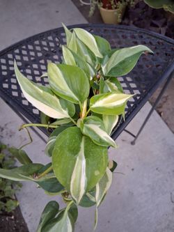 Philodendron RIO Plant $15