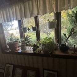 Plant Collection 