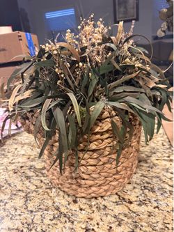 house plants