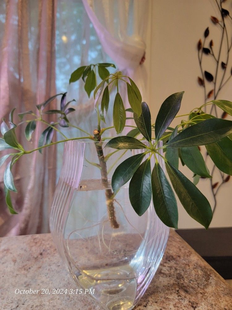 Umbrella Plant Air PURIFYING!