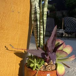 Beautiful Flower Pot /succulent 🪴