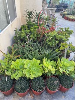 Large succulent plants