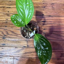 Monstera Pinnatipartita Plant