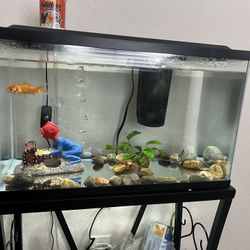 10gal Fish Tank and Accessories