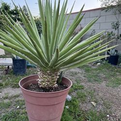 Maguey