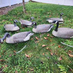 Vintage Canadian Geese Floating Decoys By G&H Decoys Marietta Oklahoma 25" Long, Preowned. Set of six