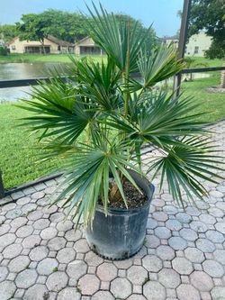 Coccothrinax barbadensis miraguama hybrid palm 15g (double)