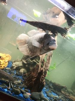Giant gurami sale or trade