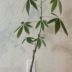 Money tree