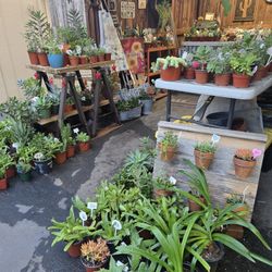Colorful and a good variety of succulents at lower than retail prices 