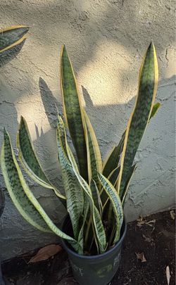 Plant