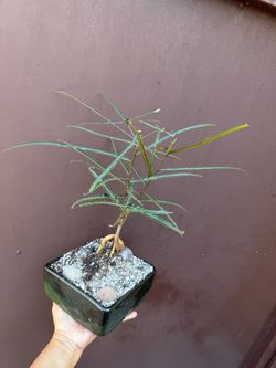 Bonsai Brachychiton Rupestris