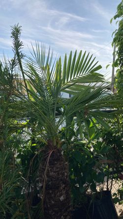 Plantas