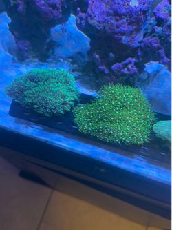 Aquarium toys