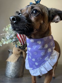 Dog Bandanas