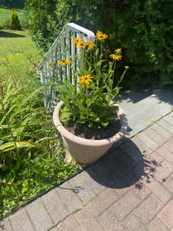 Black Eyed Susan