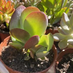 Cactus and Succulent’s 🌵🪴