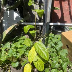 Passion Fruit Plant Very Tasty $15 each Pick Up Located 92105 