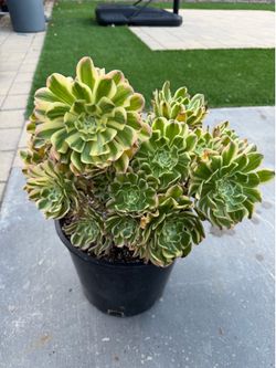 Aeonium suncup