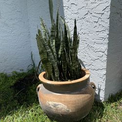 Large Terra Cotta Pot With Snake Plants