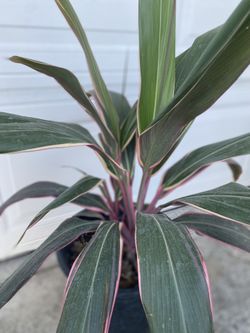 Planta De Cordyline Pink Diamond Outdoor Shade Plant, In 5 Gallóns Pot Pick Up Only