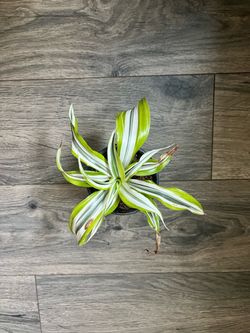Variegated Dracaena Plant