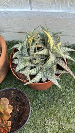 Aloe Rauhii 