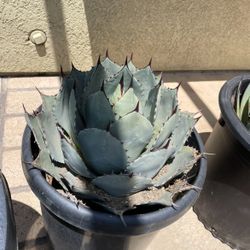 3 Succulents 