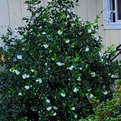 Plants- JASMINE VINE