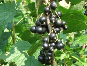Black currant eatable plant starter