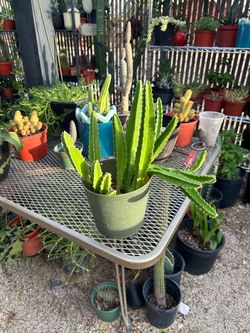 Stapelia gigantea