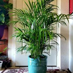 $39 each Beautiful Plant 