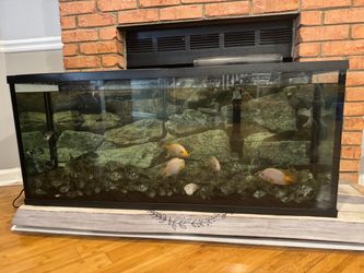 Fish Tank