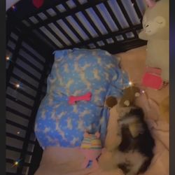 Dog Playpen