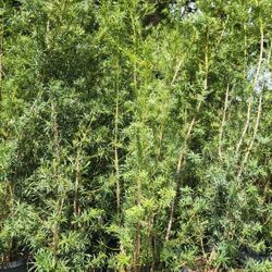 Gorgeous Podocarpus Plants For Inmediate Privacy!!! 8 Feet Tall!!! Best Quality 