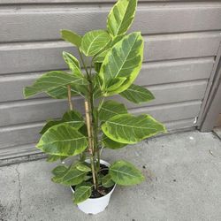8” Ficus Altisima 3 Feet Tall 