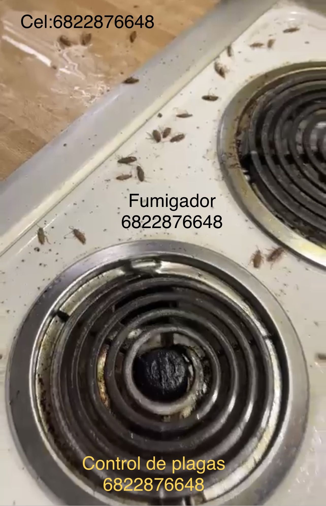 Fumigador Exterminador Chinches Cucarachas Chiripas Garrapatas Pulgas Termitas Hormigas