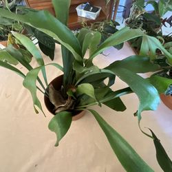 Plant