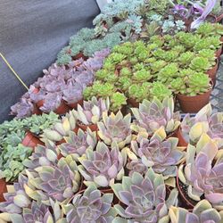 Succulent & ECHEVERIAS 