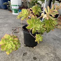 6in Pot Aeonium Kiwi Succulent Plant 