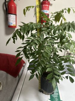 Indian curry plant