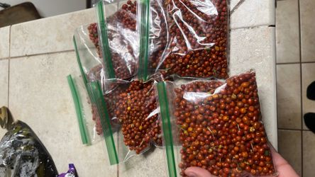 chiltepín / capsicum