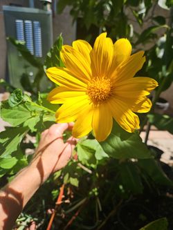  Sunflower $20 Christmas Present 